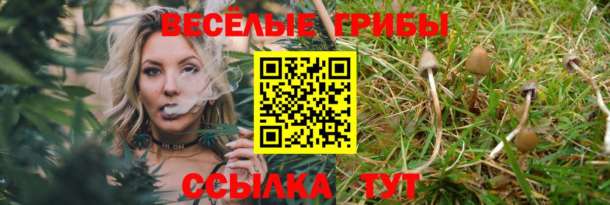 Псилоцибиновые грибы Psilocybe Сунжа